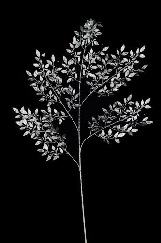 Artificial - Italian Ruscus With 5 Leaf Sprays  - Pack of  4