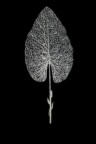 Artificial - Skeleton Arum Leaf  - Pack of  4