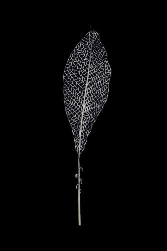 Artificial - Skeleton Jungle Leaf  - Pack of  4