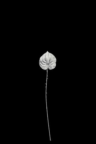 Artificial - Anthurium Flower  - Pack of  4