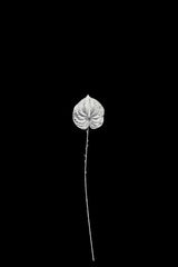Artificial - Anthurium Flower  - Pack of  4