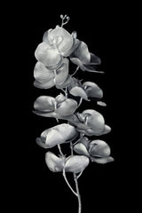 Artificial - Phalaenopsis Orchid  - Pack of  4