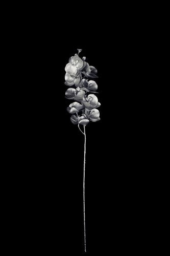 Artificial - Phalaenopsis Orchid  - Pack of  4