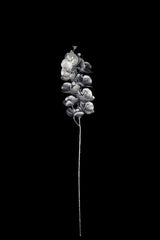 Artificial - Phalaenopsis Orchid  - Pack of  4