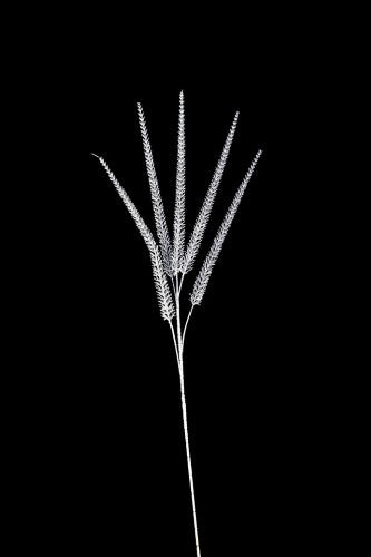 Artificial - Giant Veronica  - Pack of  4