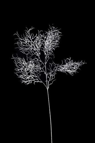 Artificial - Curly Willow Branch  - Pack of  4