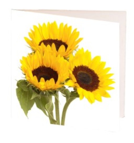 Card - Sunflowers - Pack of 10 (Square)