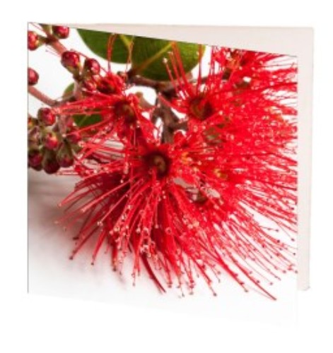Card - Pohutakawa Flower - Pack of 10 (Square)