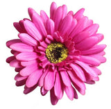 Gerbera - Dark Pink