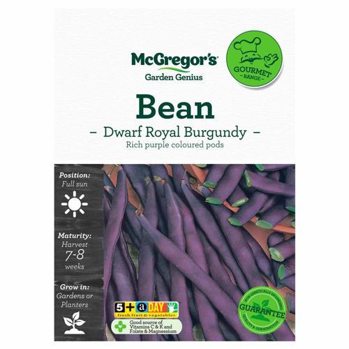 Royal Burgundy Dwarf Bean Gourmet Seed - McGregor's
