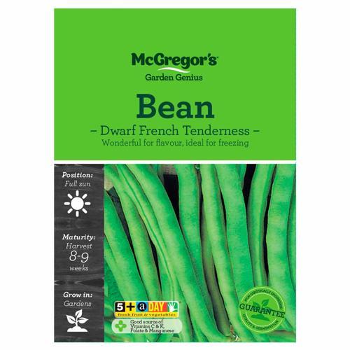 Dwarf French Tenderness Bean Seeds - McGregor's