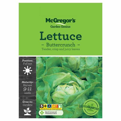 Buttercrunch Lettuce Seeds - McGregor's