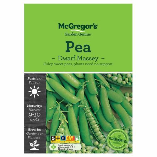 Dwarf Massey Pea Seeds - McGregor's