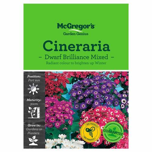 Dwarf Mix Cineraria Seeds - McGregor's
