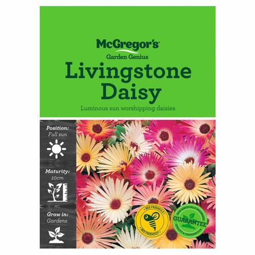 Livingstone Daisy Seeds - McGregor's