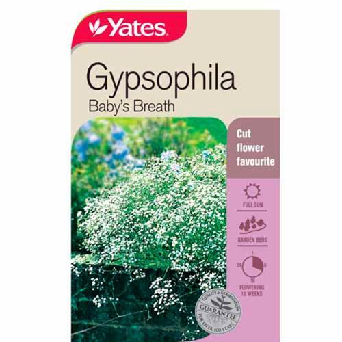 Gypsophila Baby's Breath Seeds - Yates