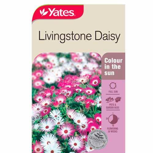 Daisy Livingstone Seeds - Yates
