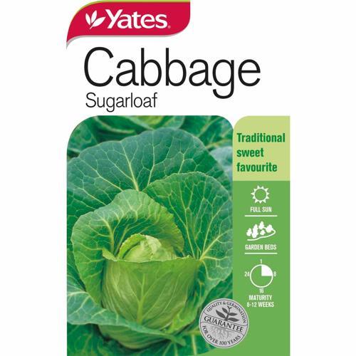 Cabbage 'Sugarloaf' Heirloom Seeds - Yates