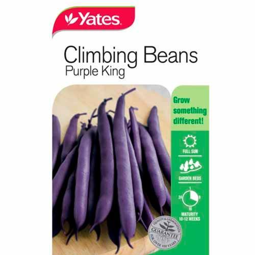 Beans Purple King Climbing Seeds - Yates