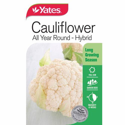 Cauliflower 'All Year Round' Hybrid Seeds - Yates