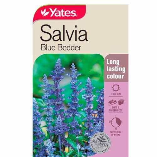 Salvia 'Blue Bedder' Seeds - Yates
