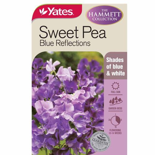 Sweetpea 'Blue Reflections' Seeds - Yates