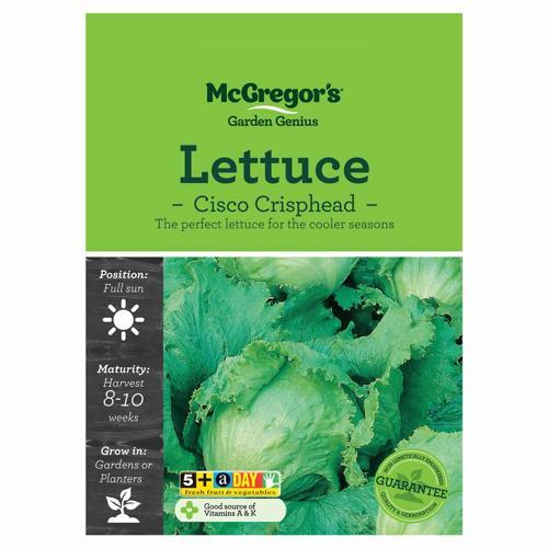 Cisco Lettuce Seeds - McGregor's