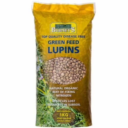 Green Crop Lupin Seeds 1kg - Burnet's