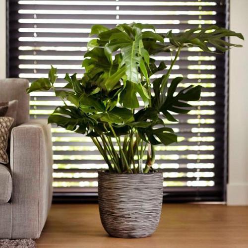 Capi Lightweight Rib Egg Pot Anthracite M