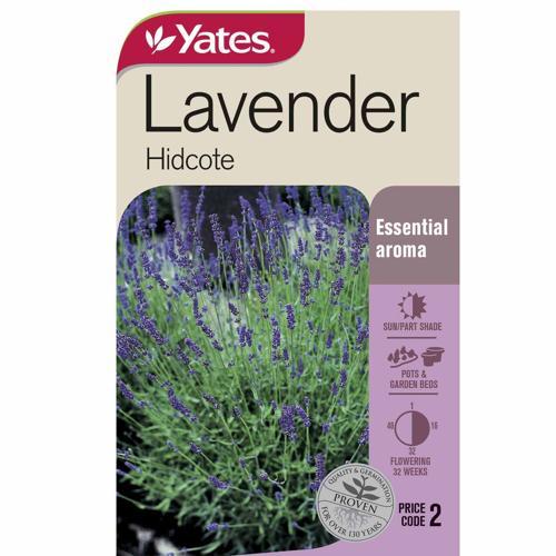 Lavender Hidcote Seeds - Yates