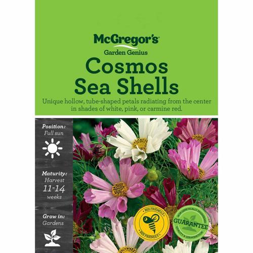 McGregor's Cosmos Seas Shells Seeds