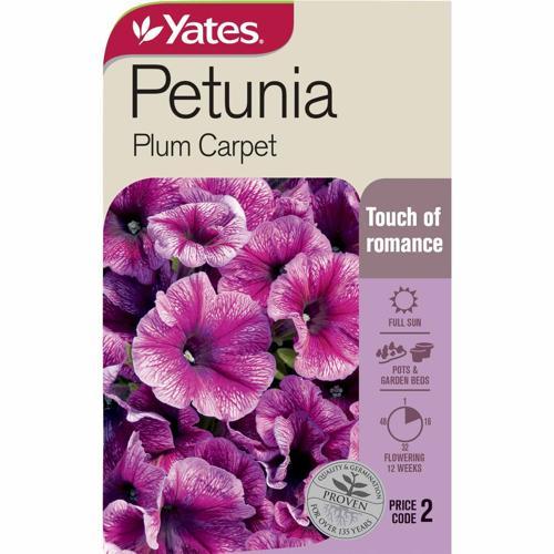 Petunia 'Plum Carpet' Seeds - Yates