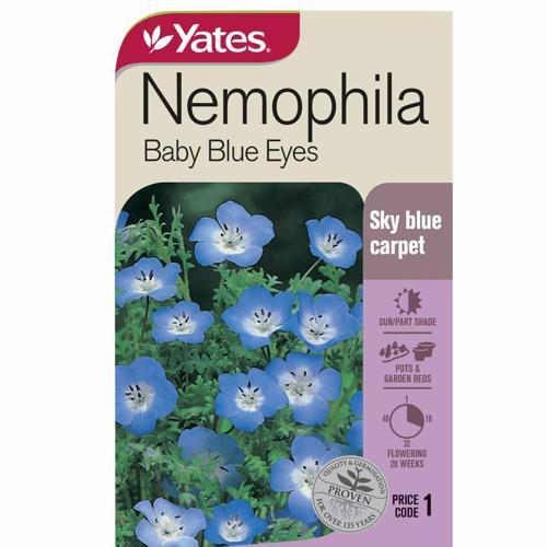 Nemophilia 'Baby Blue Eyes' Seeds - Yates