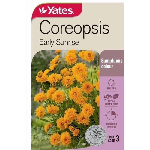 Coropsis 'Early Sunrise' Seeds - Yates