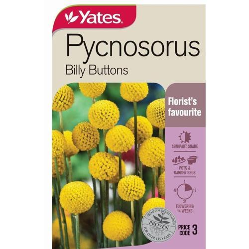Pycnosorus 'Billy Buttons' Seeds - Yates
