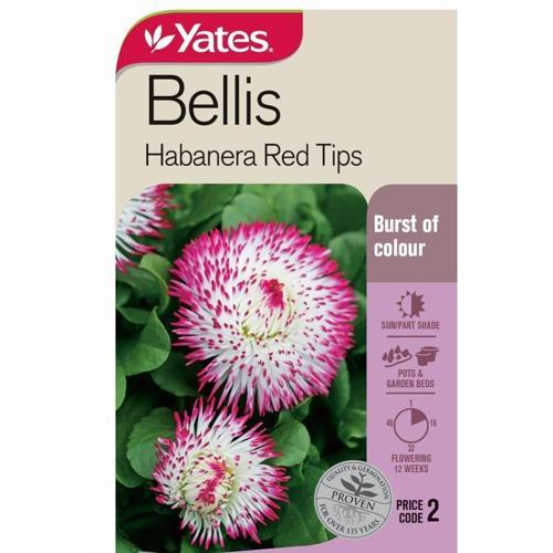 Bellis 'Habanera Red Tips' Seeds - Yates
