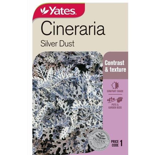Cineraria 'Silver Dust' Seeds - Yates