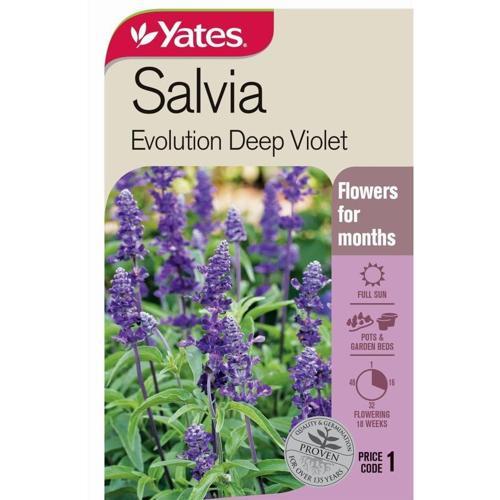 Salvia 'Evolution Deep Violet' Seeds - Yates