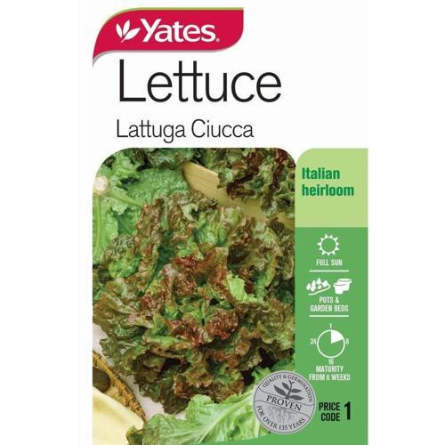 Lettuce 'Lattuga Clucca' Seeds - Yates
