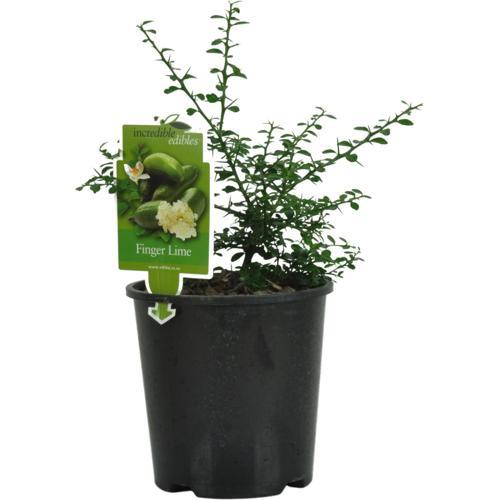 All Seasons Carrot Seeds - McGregor's