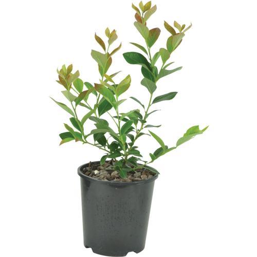 Black Beauty Egg Plant Gourmet Seed - McGregor's