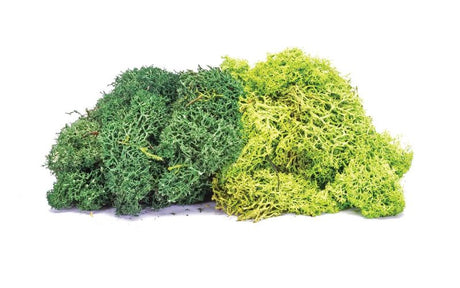 Lush green lichen mix for model scenery, enhancing dioramas with texture and realism for train layouts and miniature landscapes.