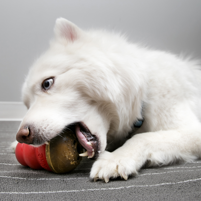 Dog Treat - KONG Marathon Chicken Large (2pk)