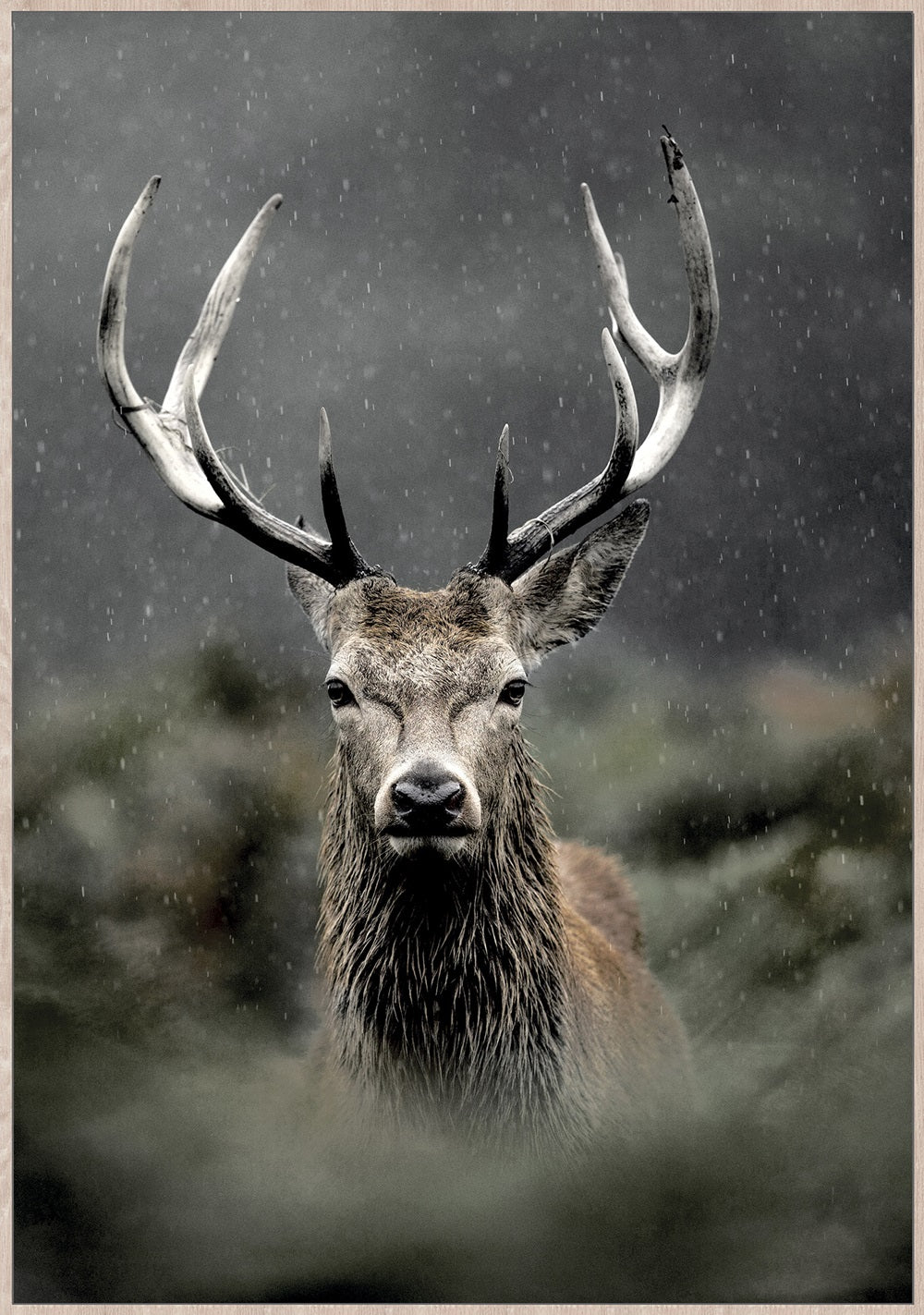 Art Print  - Regal Stag Framed Canvas Print 1226 X 826mm