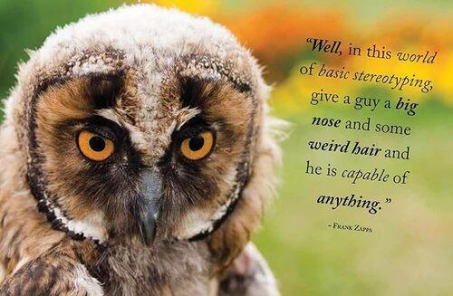 Wisdom of Owls - by Lisa Purcell - Hardcover