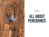 The Peregrine Falcon - by Jim Wright - Hardcover