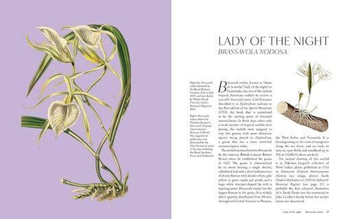The Orchid - by Lauren Gardiner - Hardcover