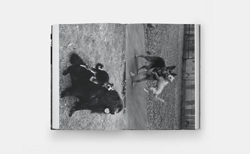 DogDogs - by Elliott Erwitt - Hardcover