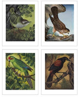 Eileen Mayos Rare and Endangered Birds of Aotearoa New Zealand 30 Pull Out