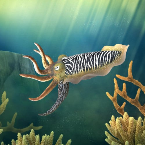Figurine - CollectA Common Cuttlefish